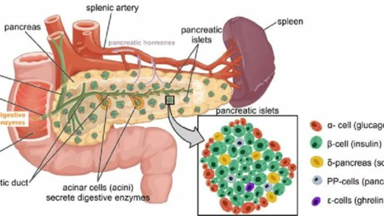Il Ruolo della Dieta nella Gestione dell'Infiammazione Cronica del Pancreas